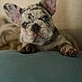 Meeko is registered to the contest to win money with this photo: dog, puppy, french_bulldog, merle, blue_eyes, ears, paws, nose, whiskers, close_up, portrait, indoor, couch, blanket, soft_light, curious, adorable, sitting, pets, canine