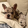 Meeko is registered to the contest to win money with this photo: puppy, dog, french_bulldog, merle_coat, brindle, blue_eyes, ears, nose, muzzle, fur, blanket, couch, cushion, indoor, close_up, pet, resting, cozy, portrait, adorable