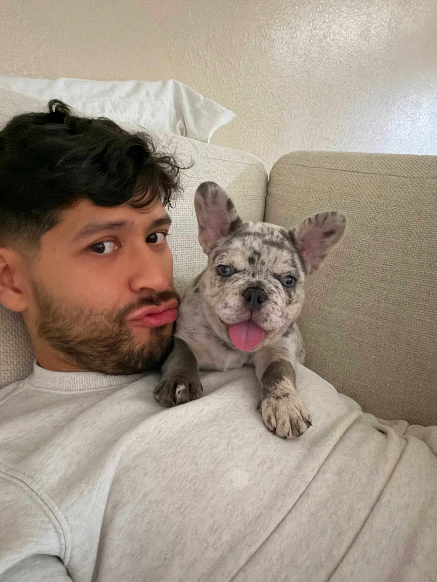 Meeko joined the competition — help win amazing prizes! man, dog, puppy, french_bulldog, selfie, couch, pillow, tongue_out, beard, short_hair, indoor, home, portrait, pet_owner, paw, blanket, looking_at_camera, cozy, brindle, smile