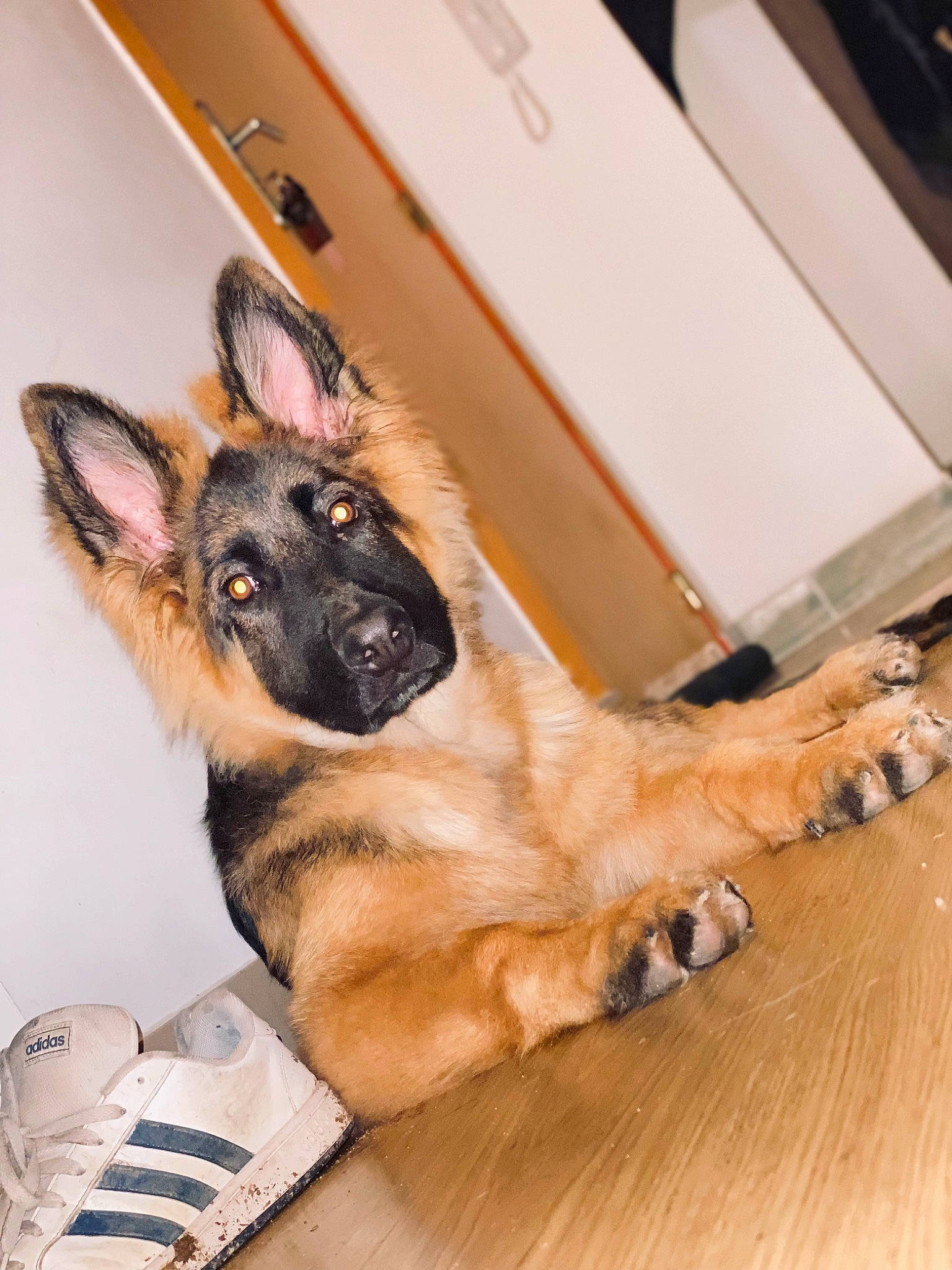 Layko participe au concours pour gagner de l'argent avec cette photo : canidae, carnivore, companion_dog, dog, dog_breed, ear, fawn, flooring, fur, german_shepherd_dog, hardwood, king_shepherd, paw, snout, terrestrial_animal, varnish, whiskers, wood, wood_flooring, working_animal
