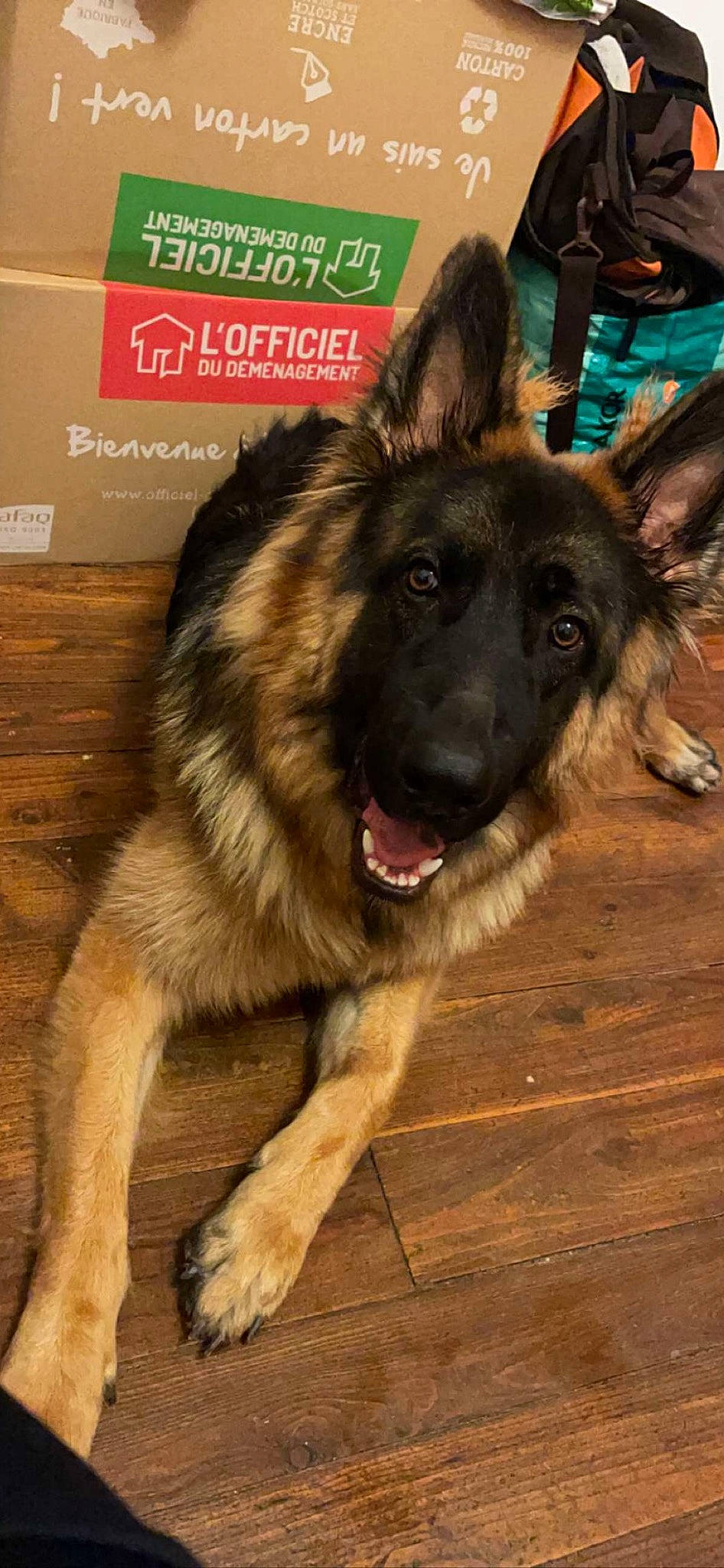 Layko a rejoint le concours — aidez-le/la à gagner de superbes lots ! canidae, carnivore, companion_dog, dog, dog_breed, dog_supply, east_european_shepherd, eye, fur, german_shepherd_dog, herding_dog, jaw, king_shepherd, old_german_shepherd_dog, pet_supply, snout, sporting_group, wood, working_animal, working_dog