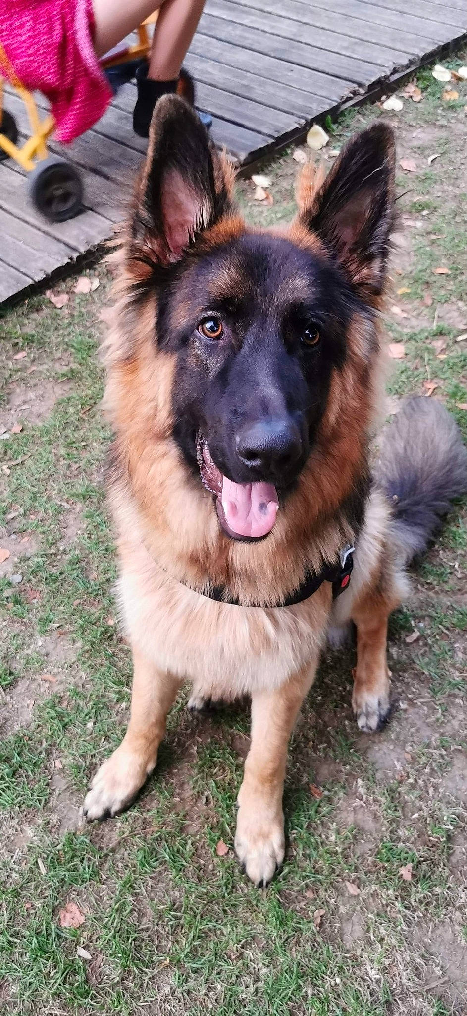 Layko participe au concours pour gagner de l'argent avec cette photo : bohemian_shepherd, canidae, carnivore, companion_dog, dog, dog_breed, east_european_shepherd, fawn, fur, german_shepherd_dog, guard_dog, herding_dog, king_shepherd, old_german_shepherd_dog, plant, snout, sporting_group, tire, wheel, working_dog