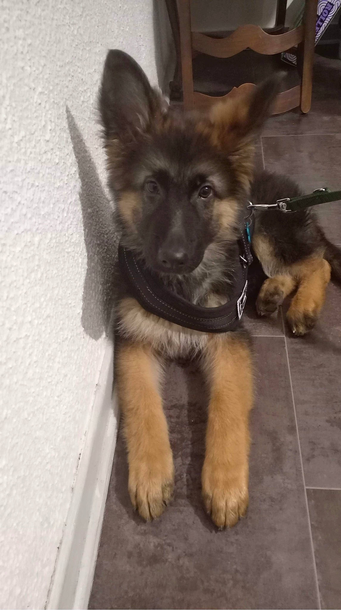 Layko participe au concours pour gagner de l'argent avec cette photo : ancient_dog_breeds, canidae, carnivore, companion_dog, dog, dog_breed, east_european_shepherd, fawn, fur, german_shepherd_dog, herding_dog, king_shepherd, old_german_shepherd_dog, snout, sporting_group, working_animal, working_dog