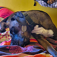 Patch participe au concours pour gagner de l'argent avec cette photo : dog, sleeping, bed, blanket, collar, tag, indoor, resting, brown_dog, white_chest, textile, patterned_blanket, basket, clothes, yellow_wall, relaxation, pet, domestic_animal, fur, closeup