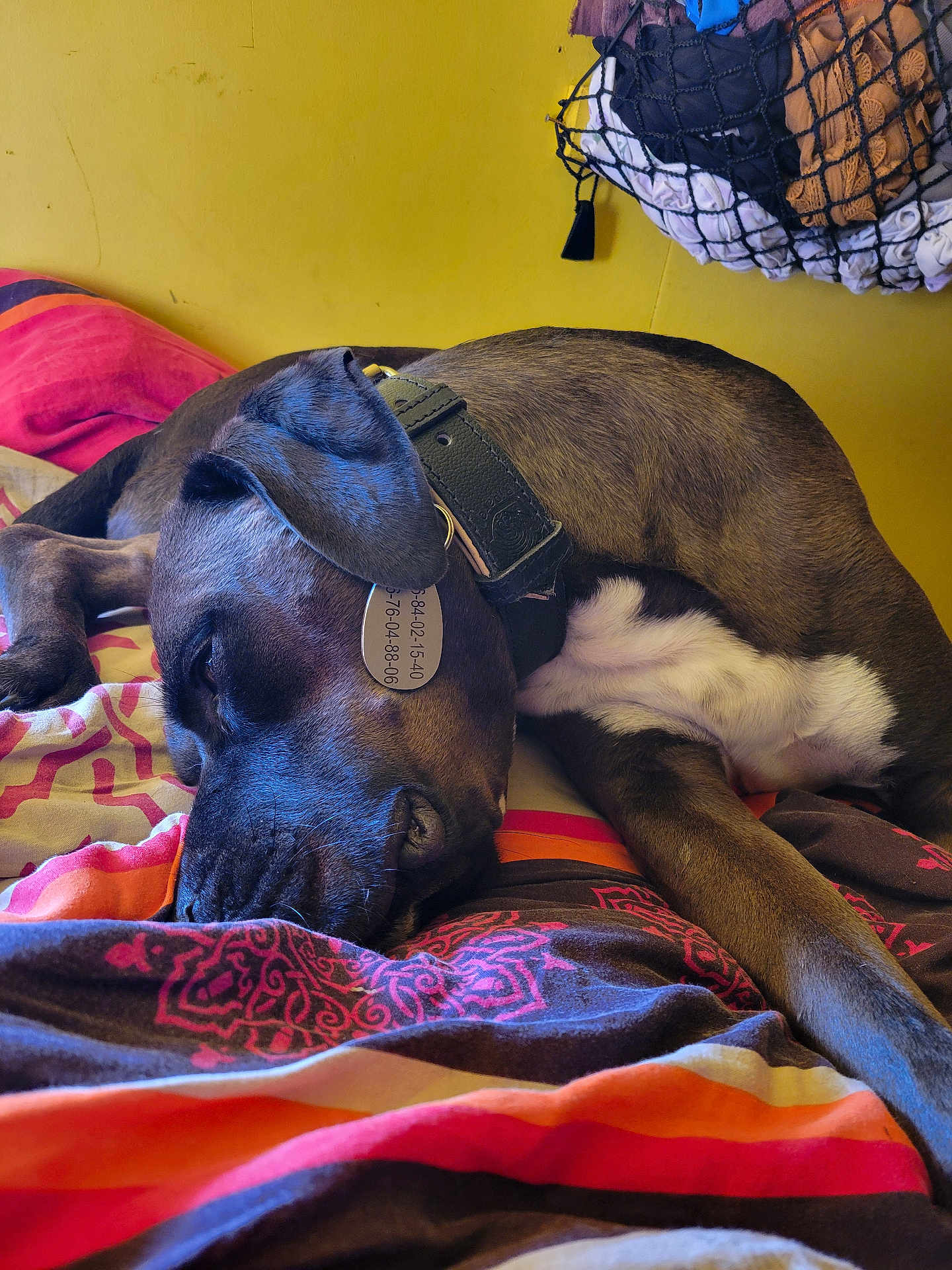 Patch participe au concours pour gagner de l'argent avec cette photo : dog, sleeping, bed, blanket, collar, tag, indoor, resting, brown_dog, white_chest, textile, patterned_blanket, basket, clothes, yellow_wall, relaxation, pet, domestic_animal, fur, closeup