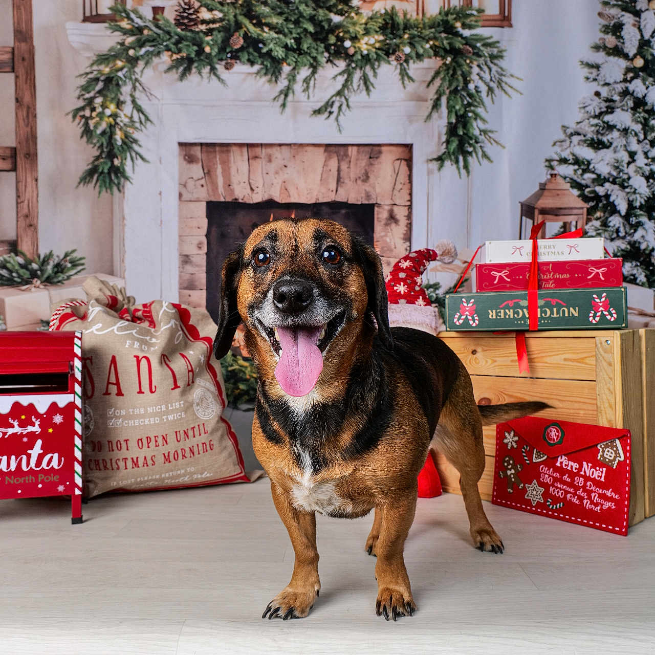 Mia participe au concours pour gagner de l'argent avec cette photo : canine, christmas, crate, decorations, dog, festive, fireplace, gift_boxes, holiday, holiday_decor, indoor, lanterns, pet, pine_tree, presents, smiling, smiling_dog, tongue_out, wood_floor, wreath