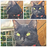 Princesse a rejoint le concours — aidez-le/la à gagner de superbes lots ! black_cat, cat, green_eyes, red_collar, animal_portrait, close_up, triptych, whiskers, pointed_ears, feline, pet, collar, indoors, window, wooden_background, dramatic_lighting, glowing_eyes, fur, looking_at_camera, photography