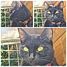 black_cat, cat, green_eyes, red_collar, animal_portrait, close_up, triptych, whiskers, pointed_ears, feline, pet, collar, indoors, window, wooden_background, dramatic_lighting, glowing_eyes, fur, looking_at_camera, photography
