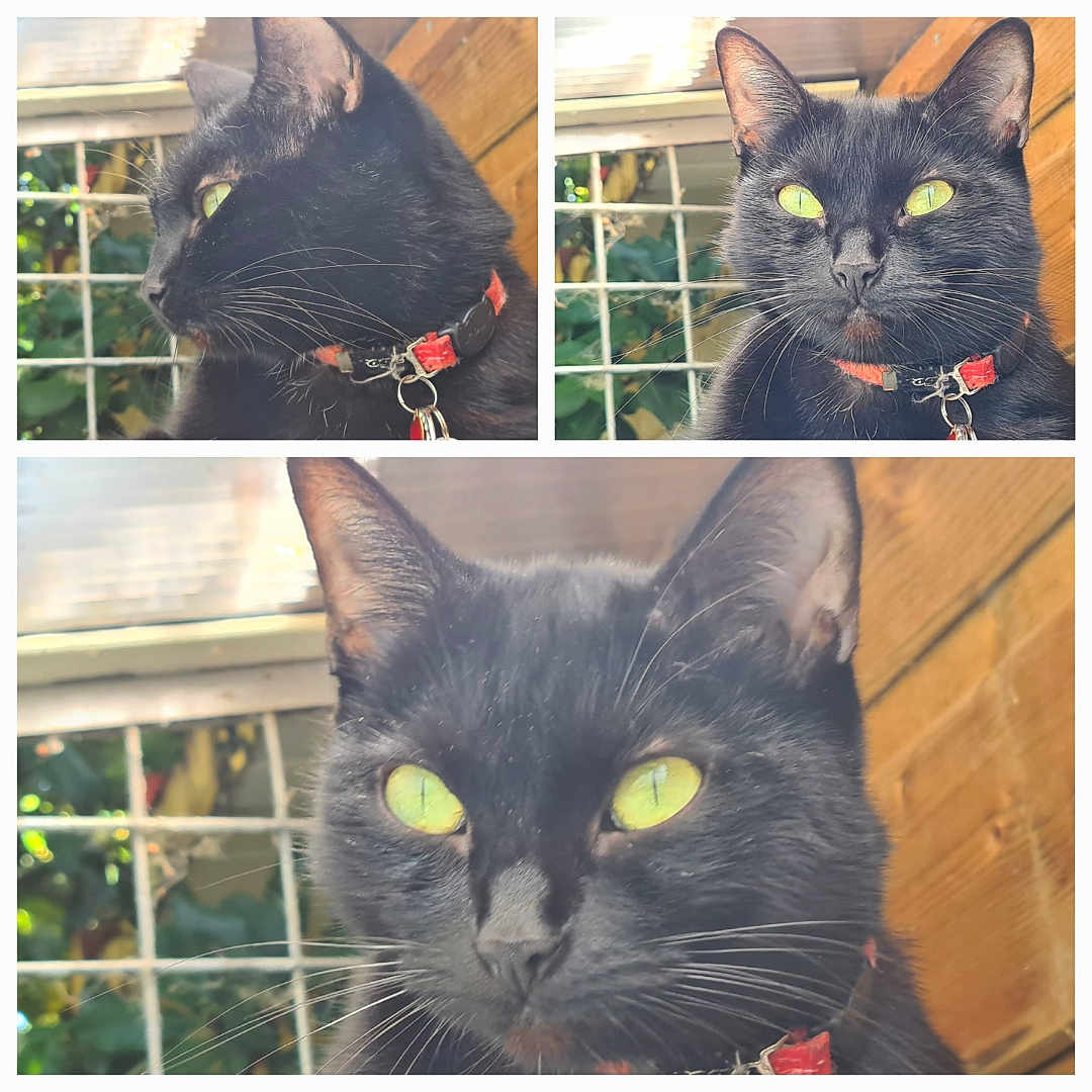 Princesse a rejoint le concours — aidez-le/la à gagner de superbes lots ! black_cat, cat, green_eyes, red_collar, animal_portrait, close_up, triptych, whiskers, pointed_ears, feline, pet, collar, indoors, window, wooden_background, dramatic_lighting, glowing_eyes, fur, looking_at_camera, photography