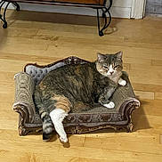 Koko joined the competition — help win amazing prizes! animal, cat, comfortable, cozy, cute, domestic_cat, flooring, furniture, home, indoor, living_room, miniature_couch, ornate, pet, relaxed, resting, small_sofa, tabby_cat, white_paws, wooden_floor