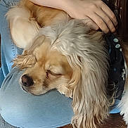 Sandy joined the competition — help win amazing prizes! animal, canine, casual, close_up, comfort, cozy, dog, domestic, hand, home, indoor, jeans, lap, long_hair, person, pet, relaxation, resting, sleeping, wooden_floor