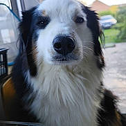 Raphael Alviano participe au concours pour gagner de l'argent avec cette photo : dog, pet, animal, indoors, close_up, black_and_white, fluffy, fur, nose, face, window, natural_light, portrait, cute, looking_at_camera, furry, canine, domestic_animal, calm, background_blur
