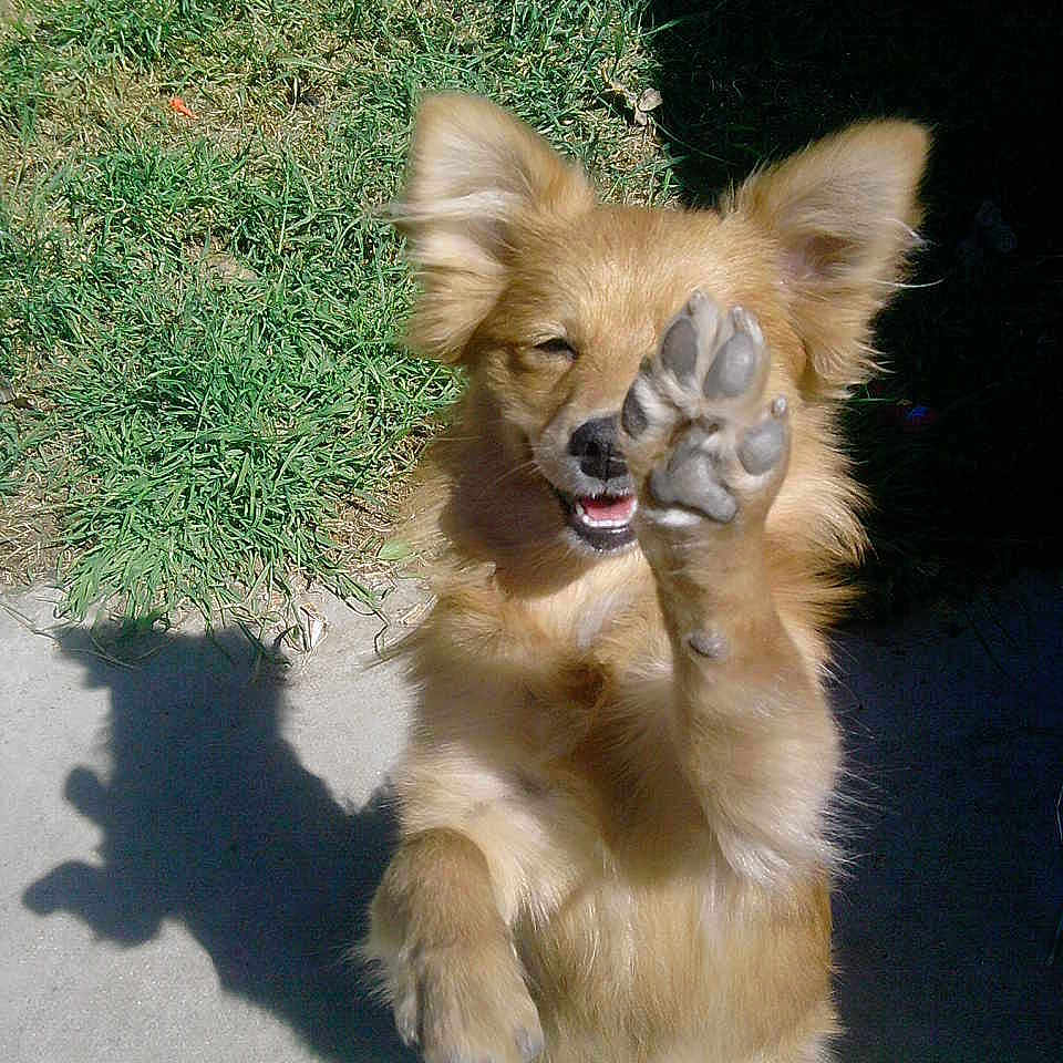Millie is registered to the contest to win money with this photo: