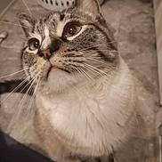 Xavier is registered to the contest to win money with this photo: cat, close_up, whiskers, curious, indoor, laundry_basket, floor, tile, pet, feline, looking_up, domestic_animal, fur, nose, ears, animal_face, home, cute, portrait, mammal