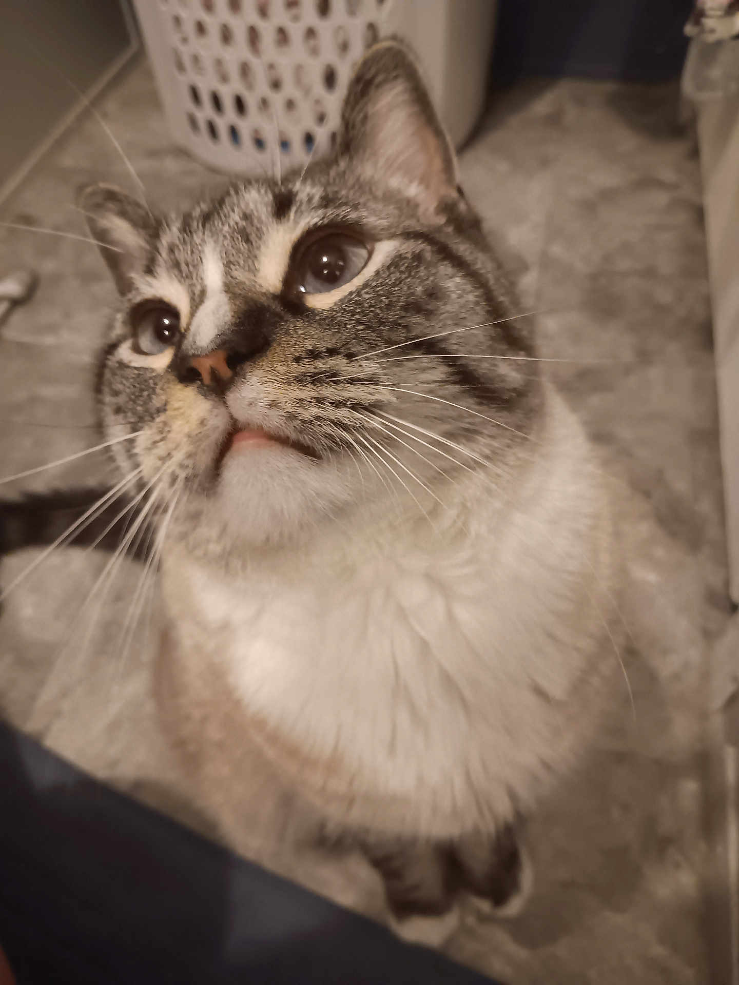 Xavier is registered to the contest to win money with this photo: cat, close_up, whiskers, curious, indoor, laundry_basket, floor, tile, pet, feline, looking_up, domestic_animal, fur, nose, ears, animal_face, home, cute, portrait, mammal