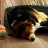 Teddy a rejoint le concours — aidez-le/la à gagner de superbes lots ! animal, black, brown, companion, cozy, curtains, cute, dog, dog_bed, fur, home, indoor, pet, plush_toy, quiet, relaxation, resting, sleeping, white, wooden_floor