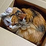 cat, calico, cardboard_box, pet, fur, animal, cozy, indoor, wooden_floor, curled_up, cute, feline, whiskers, ears, tail, relaxed, domestic, sleepy, box, home