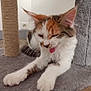 Saphir participe au concours pour gagner de l'argent avec cette photo : cat, calico, tongue_out, stretching, cat_tree, carpet, indoor, scratching_post, fur, whiskers, paws, ears, relaxed, cute, pet, animal, floor, wall, cozy, home