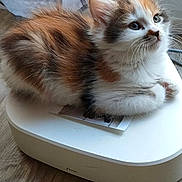 Saphir a rejoint le concours — aidez-le/la à gagner de superbes lots ! kitten, cat, calico, feline, pet, indoor, white_device, wooden_floor, window, curious, fluffy, fur, small_animal, resting, domestic_cat, cute, whiskers, ears, young, animal