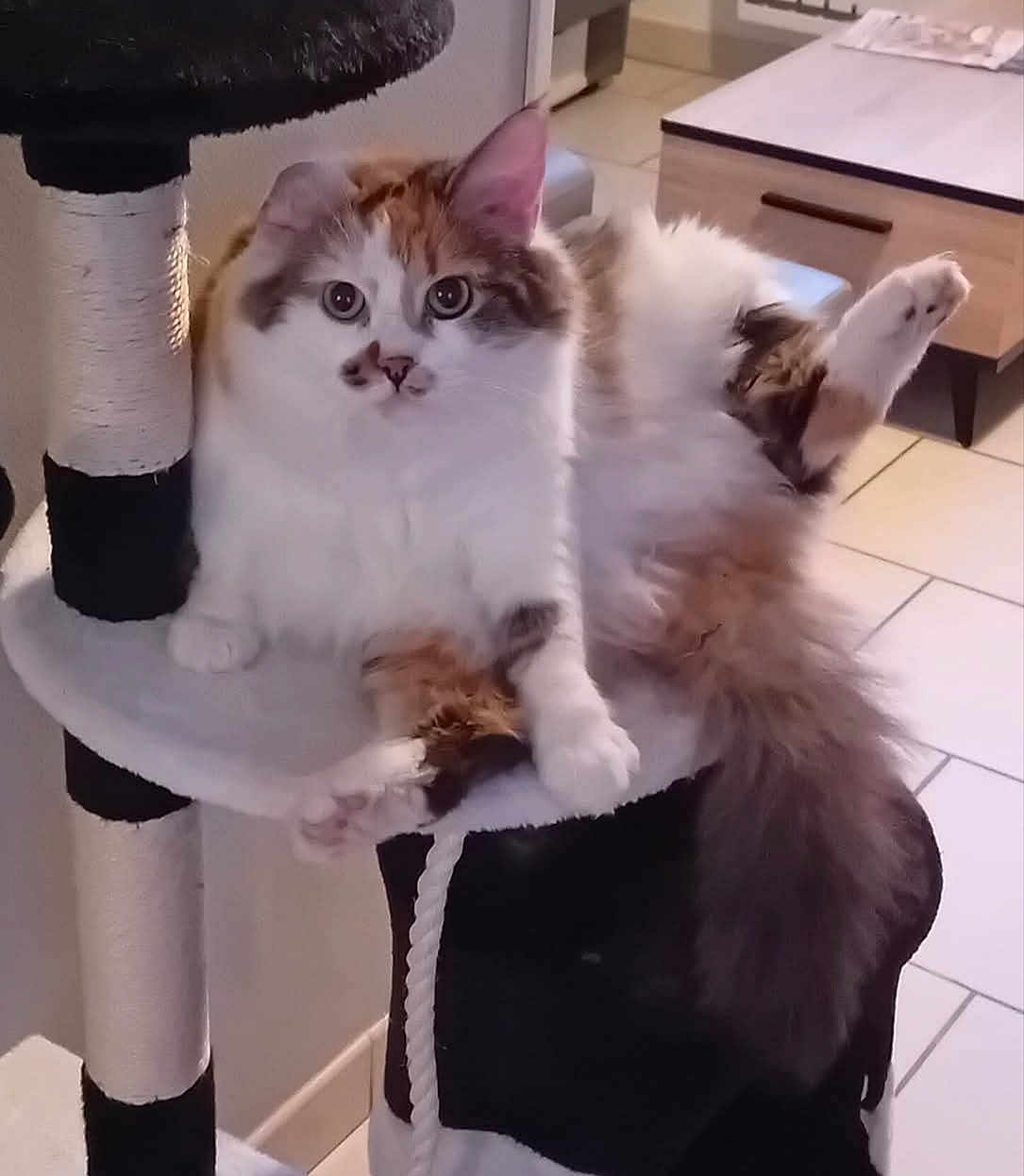 Saphir participe au concours pour gagner de l'argent avec cette photo : cat, fluffy, cat_tree, indoor, furniture, raised_leg, curious_eyes, multi_colored, pet, cute, relaxed, fur, tail, paw, floor, drawer, home, cozy, animal, looking