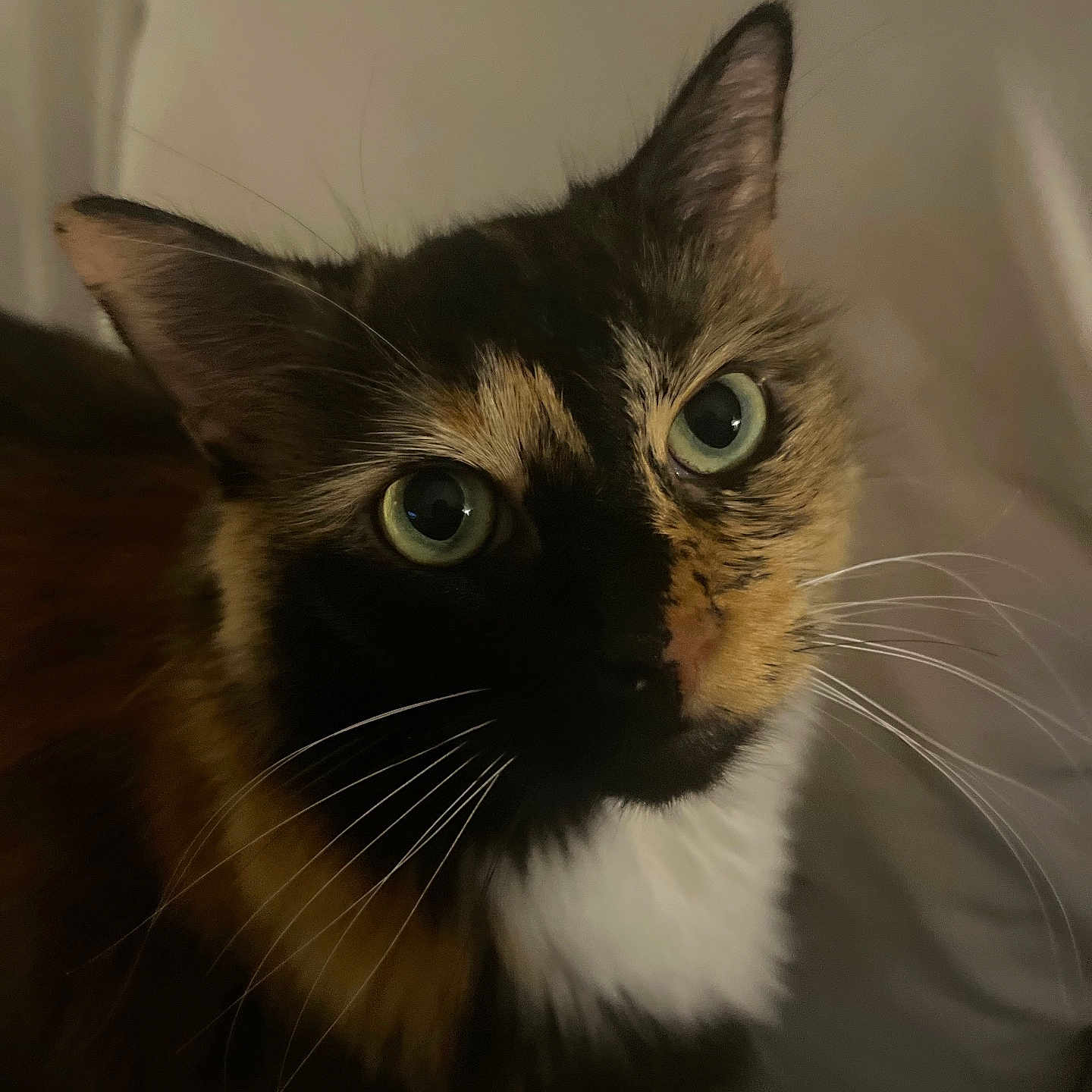 Lolita joined the competition — help win amazing prizes! cat, calico, close_up, green_eyes, whiskers, pet, animal, feline, portrait, curious, soft_lighting, indoor, fur, face, cute, domestic_cat, looking_up, ears, nose, muzzle