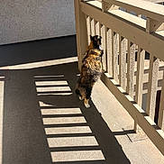Lolita is registered to the contest to win money with this photo: cat, calico, balcony, railing, shadow, sunlight, concrete, outdoor, curious, pet, animal, feline, standing, vertical, daylight, texture, wall, quiet, alone, home