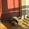 Lolita is registered to the contest to win money with this photo: cat, fluffy, doormat, red_door, sunlight, shadow, porch, outdoor, relaxing, pet, animal, feline, fur, home, doorstep, resting, warm, yellow, orange, daylight