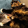 Lolita joined the competition — help win amazing prizes! cat, tortoiseshell, fluffy, sleeping, pillow, blanket, cozy, indoor, pet, fur, relaxed, stretching, whiskers, claws, couch, feline, comfort, resting, animal, domestic