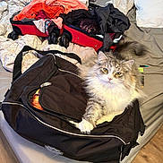 Fluffy Pants joined the competition — help win amazing prizes! cat, fluffy_cat, duffel_bag, bed, open_suitcase, clothes, pillow, blanket, indoor, pet, feline, fur, relaxed, yellow_eyes, gray_fur, white_fur, wooden_floor, zipper, luggage, travel