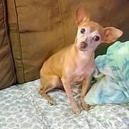 Shye-Shye is registered to the contest to win money with this photo: dog, small_dog, tan_dog, pet, indoor, bedspread, blanket, couch, curious, ears, head_tilt, animal, furniture, cozy, companion, sitting, cute, domestic_animal, fur, cute_pet