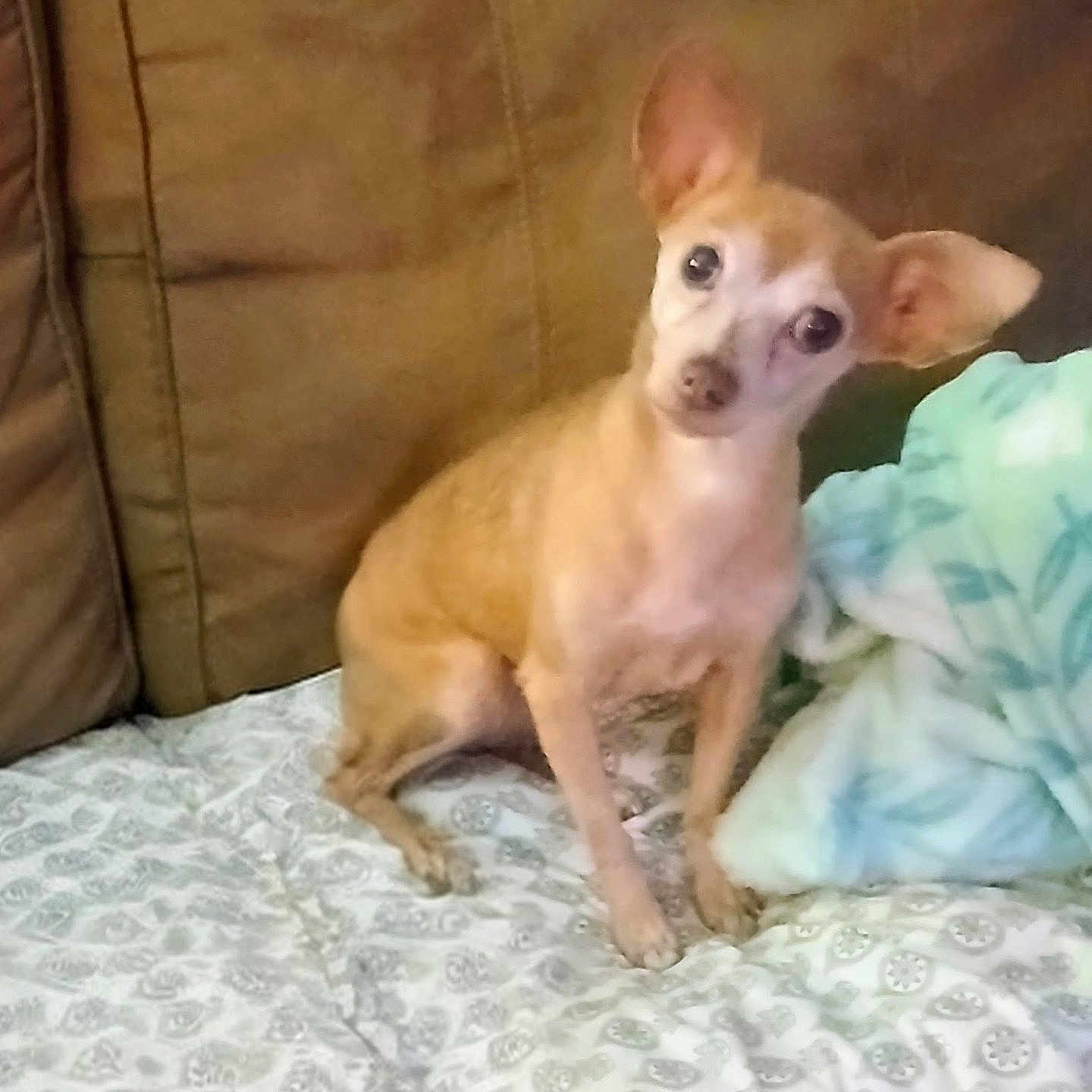 Shye-Shye is registered to the contest to win money with this photo: dog, small_dog, tan_dog, pet, indoor, bedspread, blanket, couch, curious, ears, head_tilt, animal, furniture, cozy, companion, sitting, cute, domestic_animal, fur, cute_pet