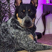 Ripp is registered to the contest to win money with this photo: dog, indoor, couch, plant, purple_light, fur, alert, lounge, pet, animal, brown, black, tan, speckled, furniture, living_room, decor, canine, portrait, relaxed
