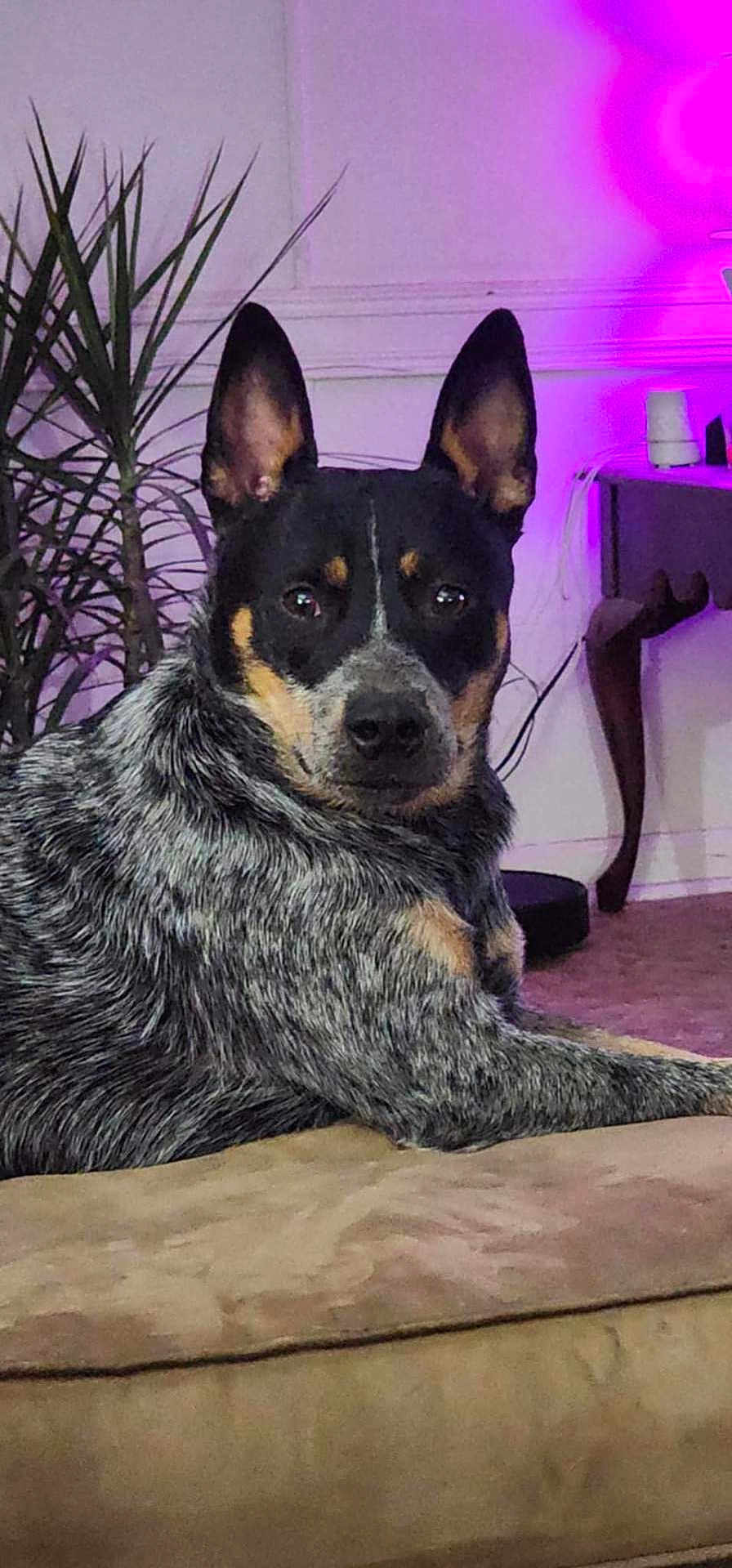 Ripp is registered to the contest to win money with this photo: dog, indoor, couch, plant, purple_light, fur, alert, lounge, pet, animal, brown, black, tan, speckled, furniture, living_room, decor, canine, portrait, relaxed