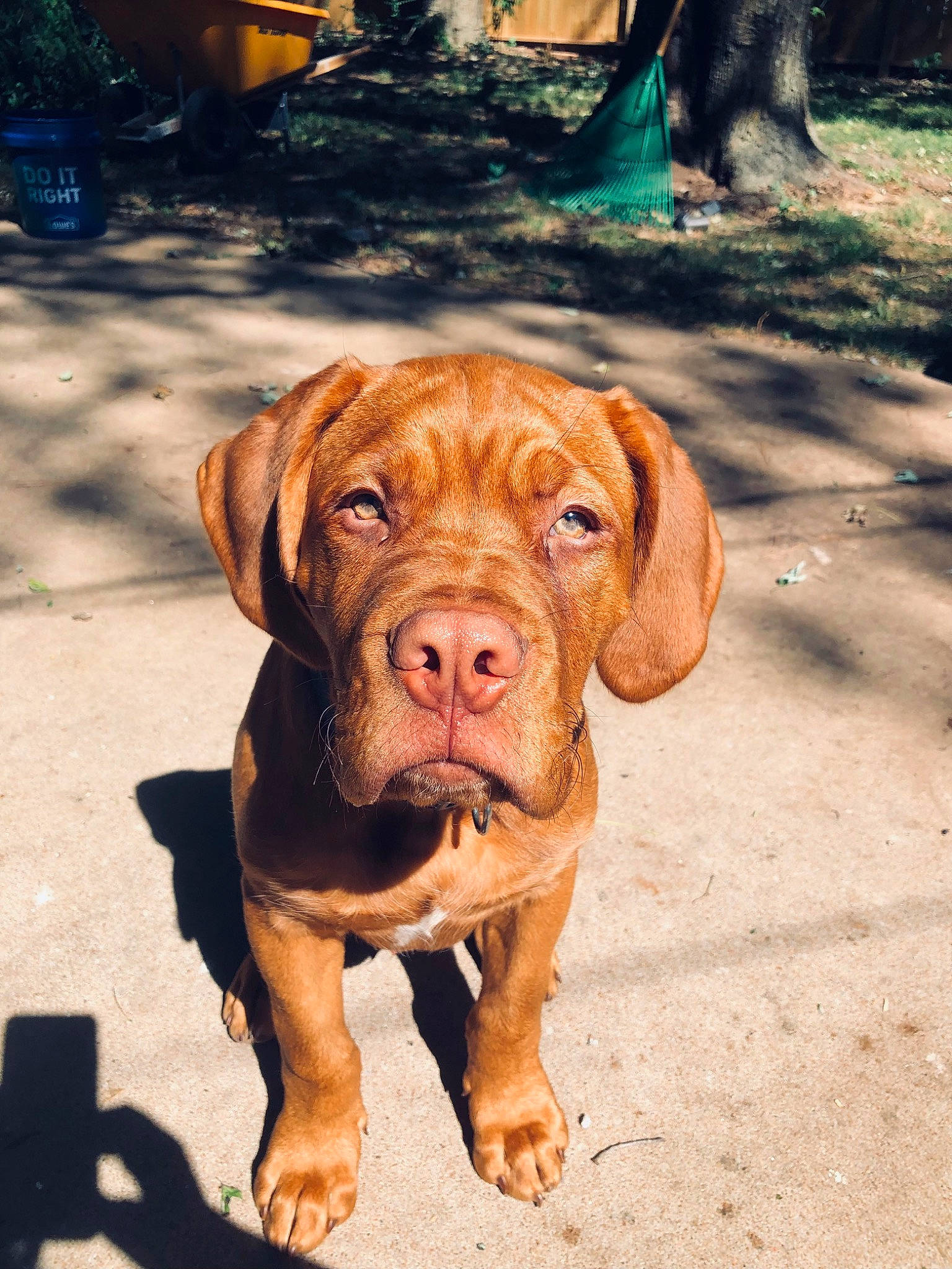 Buster joined the competition — help win amazing prizes! canidae, carnivore, companion_dog, dog, dog_breed, dog_collar, fawn, flowerpot, houseplant, hunting_dog, liver, plant, road_surface, snout, soil, sporting_group, terrestrial_animal, walking, working_animal, working_dog