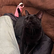 Kevin is registered to the contest to win money with this photo: black_cat, cat, pet, animal, feline, couch, indoor, relaxing, cozy, whiskers, fur, closed_eyes, pink_bottle, human_leg, light_pants, brown_furniture, domestic_animal, resting, soft_texture, companion