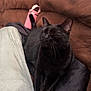 black_cat, cat, pet, animal, feline, couch, indoor, relaxing, cozy, whiskers, fur, closed_eyes, pink_bottle, human_leg, light_pants, brown_furniture, domestic_animal, resting, soft_texture, companion