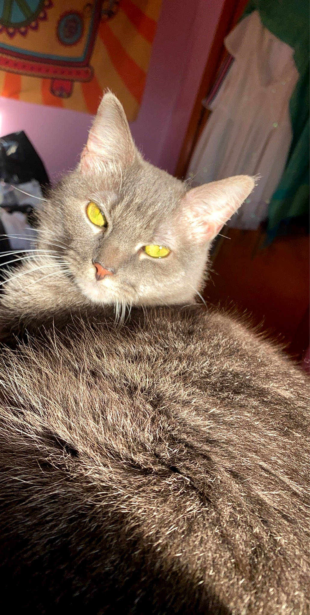 Sophie joined the competition — help win amazing prizes! asian, british_shorthair, carnivore, cat, chartreux, domestic_short_haired_cat, felidae, fur, kitten, korat, mammal, nebelung, russian_blue, small_to_medium_sized_cats, whiskers