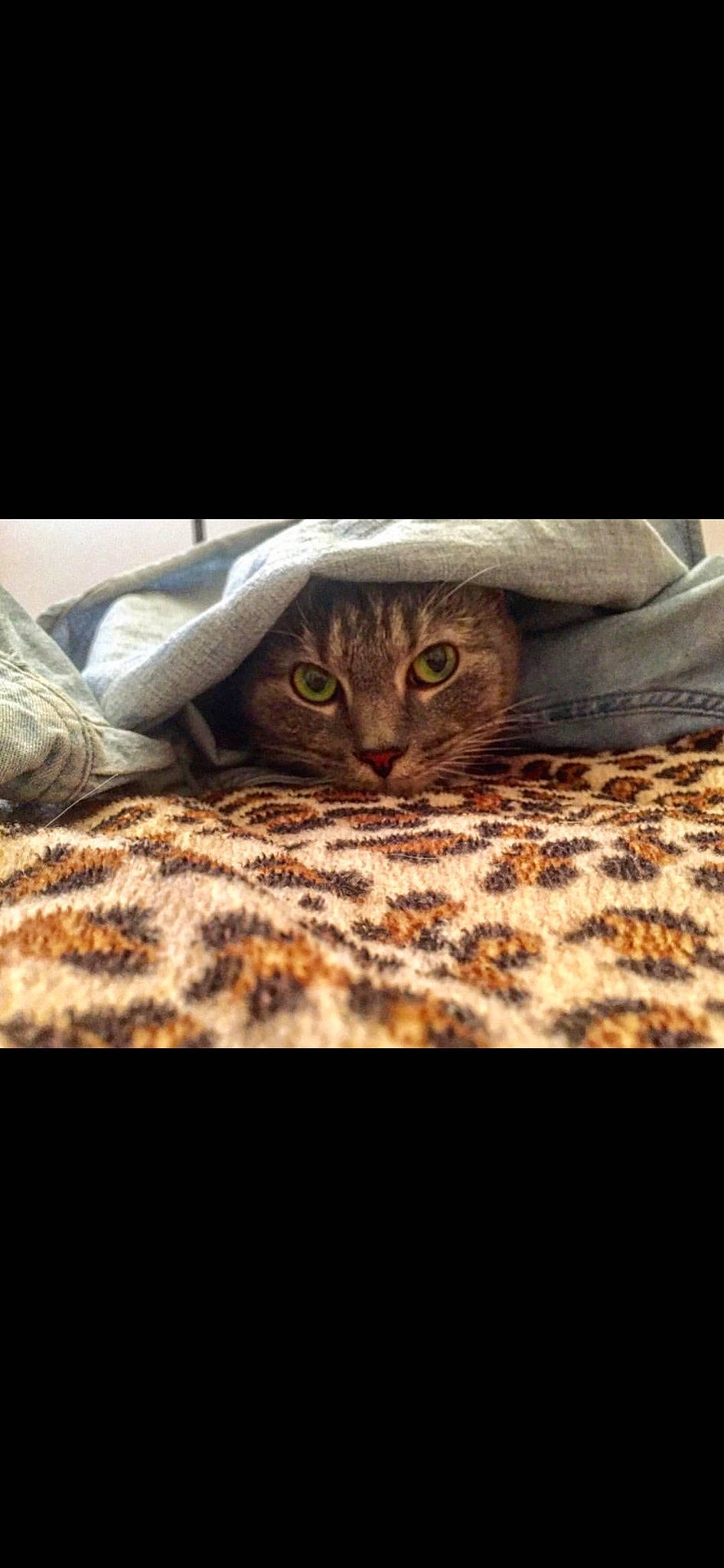 Sophie is registered to the contest to win money with this photo: american_shorthair, asian, bengal, carnivore, cat, domestic_short_haired_cat, dragon_li, european_shorthair, felidae, fur, kitten, ocicat, small_to_medium_sized_cats, tabby_cat, whiskers, wildlife