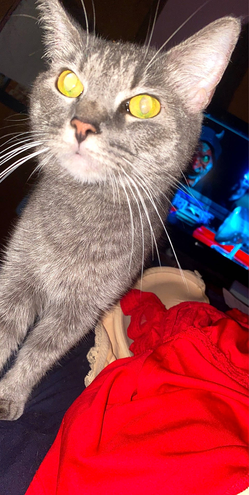 Sophie joined the competition — help win amazing prizes! asian, australian_mist, british_shorthair, carnivore, cat, chartreux, claw, domestic_short_haired_cat, european_shorthair, felidae, german_rex, kitten, korat, mammal, nebelung, russian_blue, small_to_medium_sized_cats, snout, vertebrate, whiskers