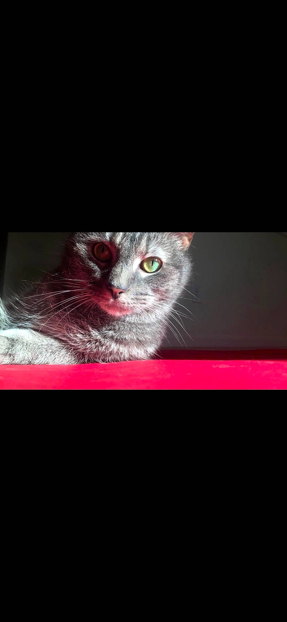 Sophie is registered to the contest to win money with this photo: asian, california_spangled, carnivore, cat, domestic_short_haired_cat, european_shorthair, eye, felidae, kitten, photo_caption, small_to_medium_sized_cats, snout, tabby_cat, whiskers