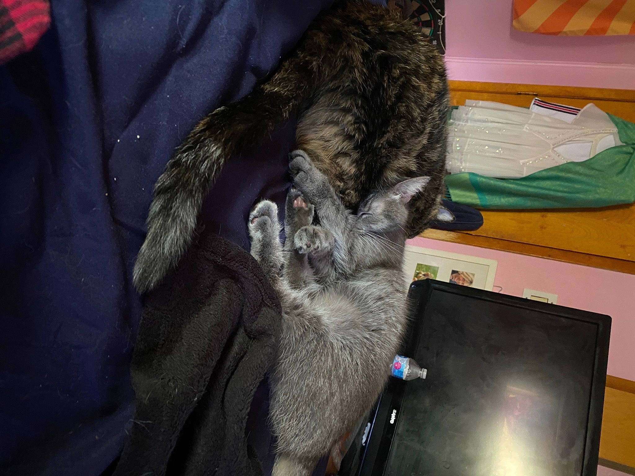 Sophie joined the competition — help win amazing prizes! cat, fur, small_to_medium_sized_cats, tail