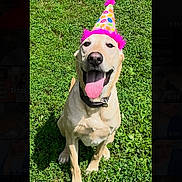 Reese is registered to the contest to win money with this photo: dog, labrador_retriever, party_hat, grass, outdoor, pet, canine, happy, tongue_out, celebration, animal, summer, nature, greenery, collar, sunlight, playful, sitting, cute, friendly