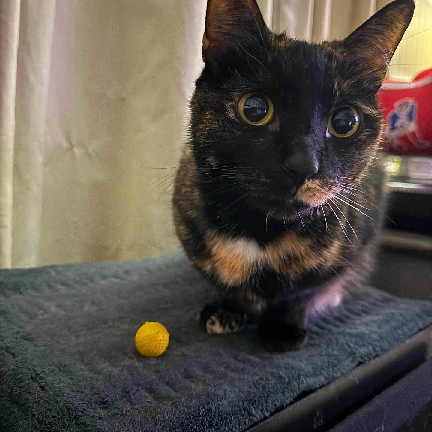 Cami joined the competition — help win amazing prizes! animal, blurry_background, cat, close_up, crouching, curious, curtain, cute, domestic_animal, ears, feline, fur, household, indoor, pet, soft_surface, tortoiseshell_cat, whiskers, wide_eyes, yellow_ball