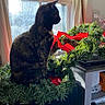 animal, cat, christmas, cozy, curtain, decor, furniture, greenery, holiday, indoor, natural_light, pet, plant, red_ribbon, side_view, sitting, table, tortoiseshell_cat, window, wreath