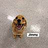 dog, puppy, golden_retriever, smiling, happy, floor, tile_floor, indoor, pet, animal, cute, looking_up, fur, canine, young_dog, friendly, adorable, playful, companion, domestic_animal
