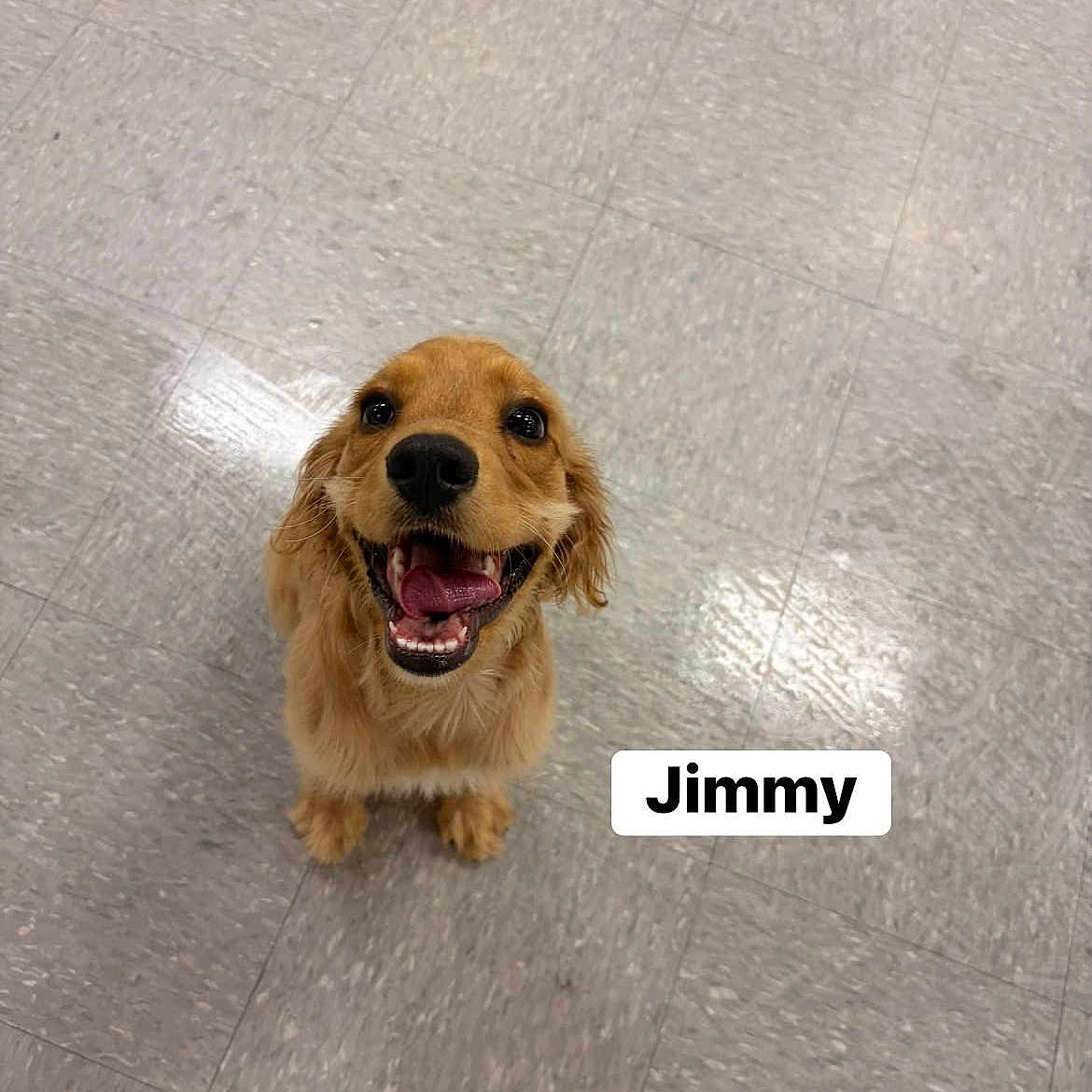 Jimmy is registered to the contest to win money with this photo: dog, puppy, golden_retriever, smiling, happy, floor, tile_floor, indoor, pet, animal, cute, looking_up, fur, canine, young_dog, friendly, adorable, playful, companion, domestic_animal