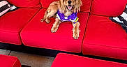 Jimmy is registered to the contest to win money with this photo: animal, canine, companion, couch, dog, domestic_animal, furniture, golden_dog, happy, leisure, outdoor, pet, pillow, puppy, purple_jersey, red_couch, relaxed, seat, smiling, wooden_fence