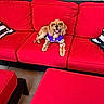 animal, canine, companion, couch, dog, domestic_animal, furniture, golden_dog, happy, leisure, outdoor, pet, pillow, puppy, purple_jersey, red_couch, relaxed, seat, smiling, wooden_fence