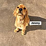Jimmy joined the competition — help win amazing prizes! adorable, animal, canine, companion, concrete, cute, dog, domestic_animal, friendly, fur, golden_retriever, looking_up, mammal, outdoor, pet, portrait, puppy, shadow, sunlight, young_dog