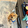 Jimmy is registered to the contest to win money with this photo: blue_harness, colorful_toys, couch, dog, ears, eyes, floor, fur, home, indoor, living_room, looking_up, nose, pet, play, puppy, rug, small_dog, toy, wooden_table